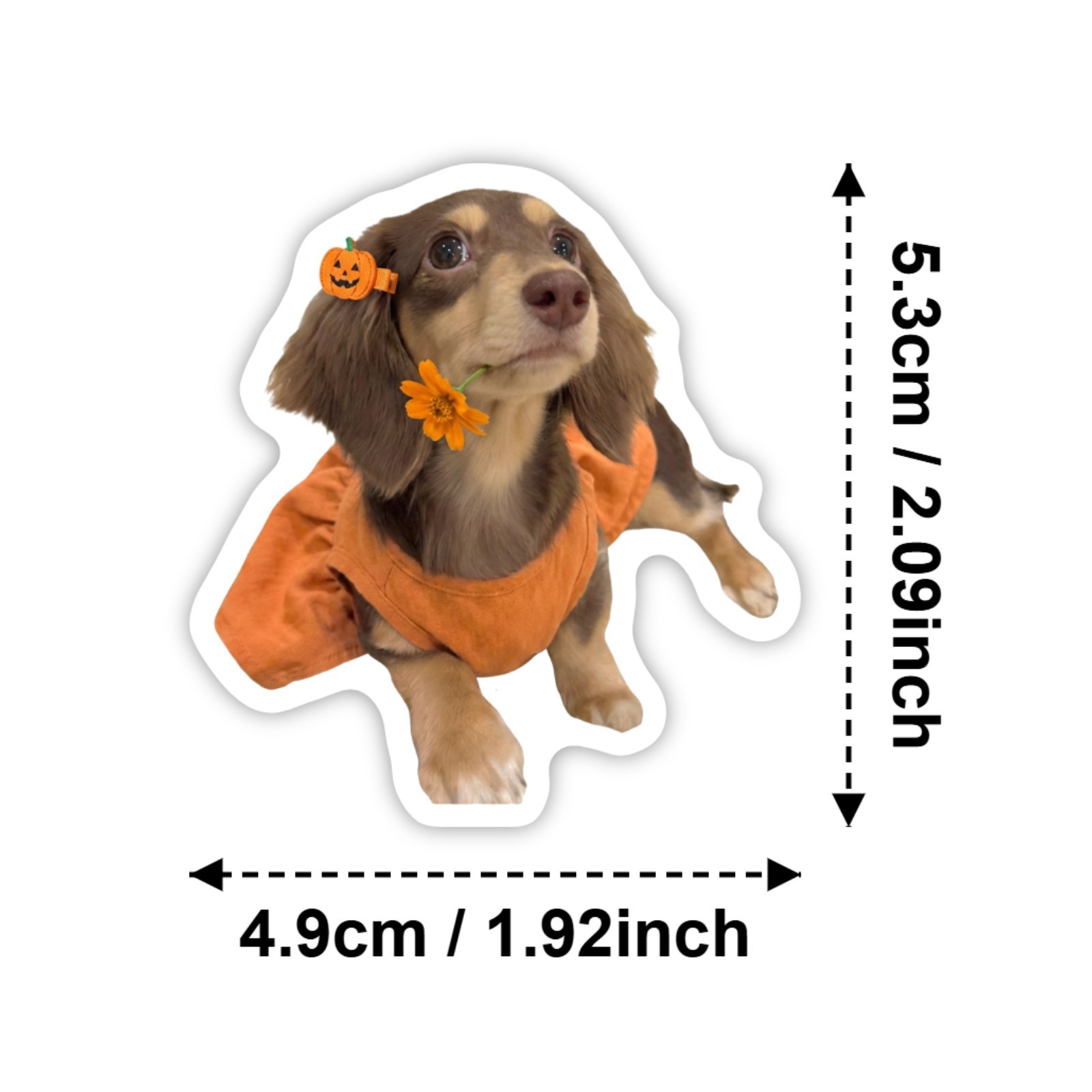 50 Pcs HD Cute Dachshund Stick - đánh giá và giá Motorcycle Gear For Dogs